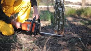 Best Tree and Shrub Care  in Commerce, CA